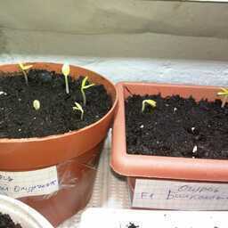 Аватар test test test